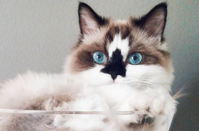 Bikin Gemas, Intip Cantiknya Seleb Kucing Berhidung Unik Ini