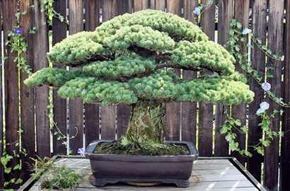 Istimewa, Pohon Bonsai Ini Jadi Saksi Sejarah Ledakan Bom Atom Hiroshima