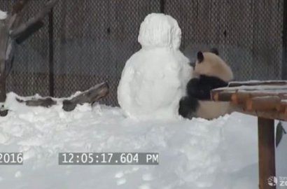 Kocak dan Bikin Gemas, Intip Video Viral Panda Melawan Manusia Salju