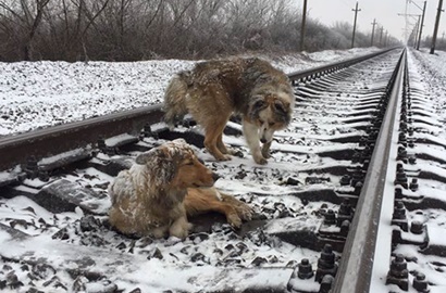 Bikin Nangis, Begini Kisah Haru Anjing yang Lindungi Temannya Dari Kereta Api