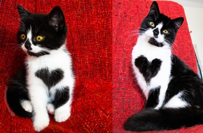 Bikin Gemas, Seleb Kucing Ini Punya Tanda Hati di Dada
