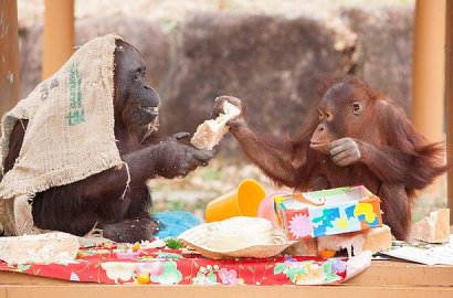 Orangutan Kalimantan Tertua di Dunia Rayakan Ultah ke-62 Bersama Cucu