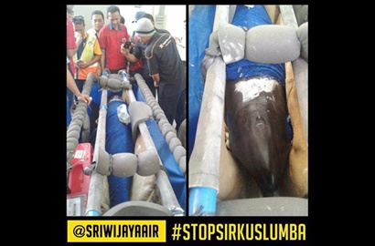 Dikecam Soal Pengiriman Lumba-Lumba Via Sriwijaya Air, Ancol Beri Penjelasan