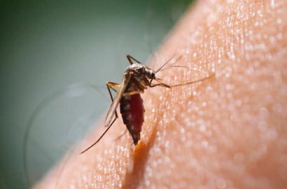 Bebas Bahan Kimia, Begini Cara Mudah Selamat dari Gigitan Nyamuk