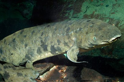 Berusia 90 Tahun, Ikan Langka Tertua Asal Australia Disuntik Mati