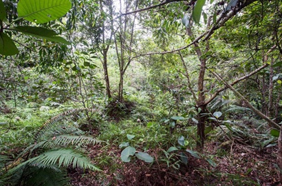Jadi Foto Viral, Temukan 12 Tentara Inggris Sembunyi di Hutan Brunei