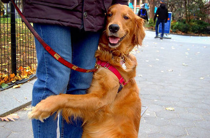 Peluk Semua Pejalan Kaki di New York, Anjing Ini Langsung Viral
