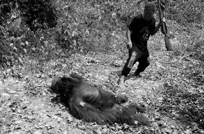 Kejam, Beredar Cerita Orangutan Dibunuh dan Dimasak di Kalteng