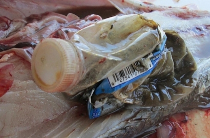 Kebanyakan Makan Ikan Laut Tumpuk Plastik dalam Tubuh, Kok Bisa?