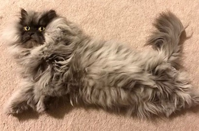 Tak Pernah Senyum, Inilah Juno Si Kucing Pemarah yang Bikin Gemas