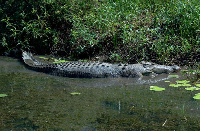 Dua Pria Australia Berenang di Sungai Penuh Buaya, Selamatkah?