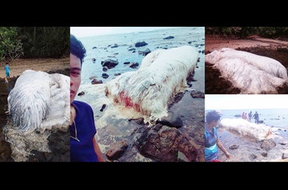 Terdampar di Pantai, Monster Putih Misterius Hebohkan Warga