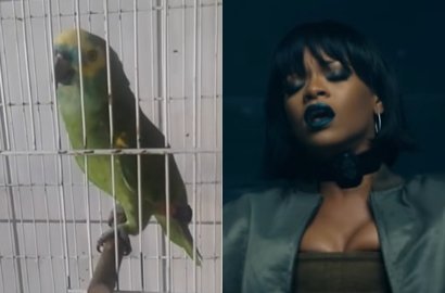 Wow, Kakatua Ini Jago Nyanyi 'The Monster'-nya Rihanna