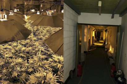Heboh Polisi Temukan Ladang Ganja Bernilai Miliaran dalam Bunker Nuklir