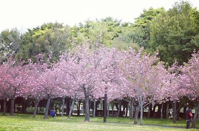 Nggak Perlu ke Jepang, Taman di Bogor Ini Juga Dipenuhi Bunga Sakura