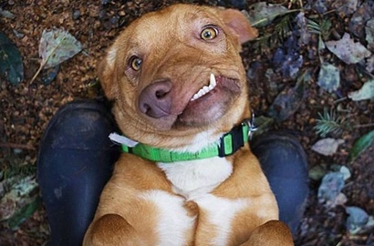 Dijauhi Orang, Anjing dengan Rahang Aneh Akhirnya Temukan Keluarga