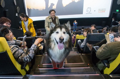 Bikin Iri, Anjing Ini Dapat Perlakuan Khusus di Bioskop Tiongkok