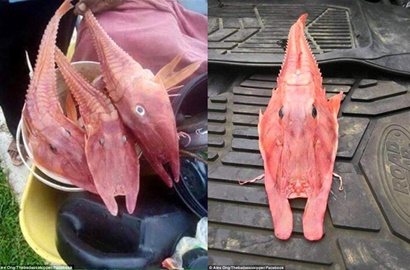 Mirip Alien, Ikan Aneh Ini Bikin Bingung Nelayan Australia