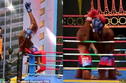 Kejamnya, Kebun Binatang Thailand Bikin Pertunjukan Boxing Antar Orangutan