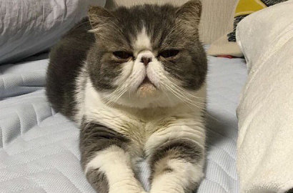 Punya 'Tangan Manusia', Kucing Lucu Ini Jadi Viral Gegerkan Netter