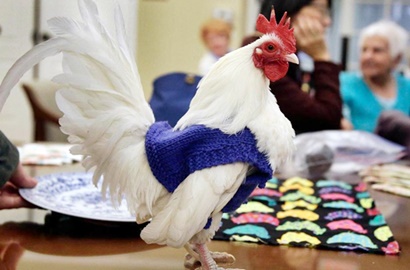 Hangatkan Badan, Wanita Ini Rajut Sweater Khusus Untuk Ayam