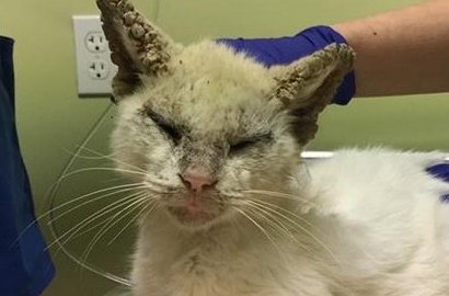 Disangka Buta, Kucing Jalanan Ini Ternyata Punya Mata yang Indah