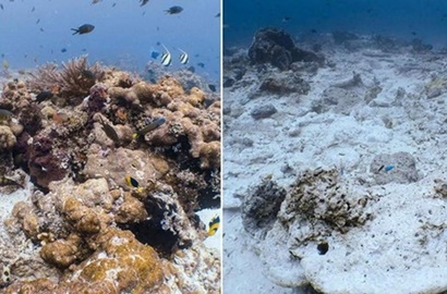 Karang Raja Ampat Rusah Parah, JK Sebut Kapal Caledonian Sky Harus Bayar