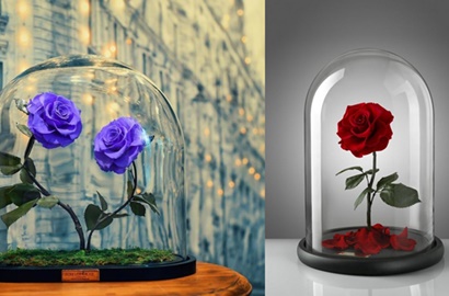 Sudah Dipetik, Mawar 'Beauty and The Beast' Ini Bisa Tahan Hingga 3 Tahun