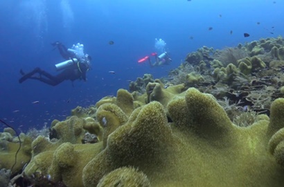 Terumbu Karang Dirusak Kapal Inggris, Raja Ampat Tetap Dipromosikan