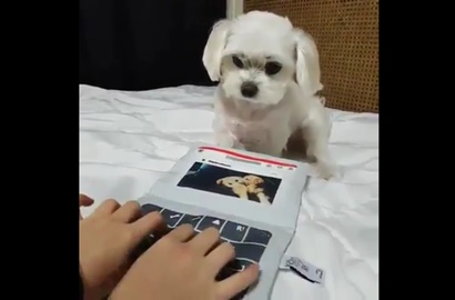 Bisa Mengetik Cepat, Video Anjing Imut Ini Viral Hebohkan Netizen