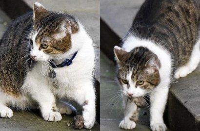 Gagal Tangkap Tikus, Kucing Perdana Menteri Inggris Ini Jadi Headline Surat Kabar