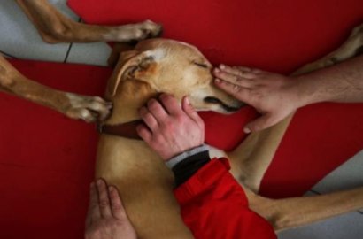 Sukses Stabilkan Mental, Psikiater Ini Bikin Terapi dengan Ditemani Anjing Imut