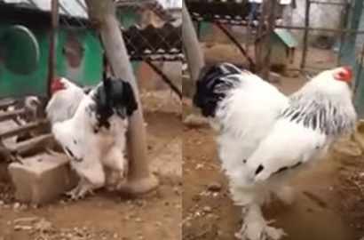 Beda dari Ukuran Normal, Video Ayam Superbesar Ini Jadi Viral