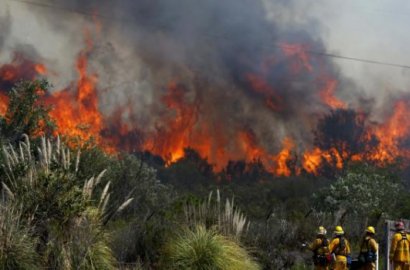 Gugatan Warga Dikabulkan, Jokowi Dinyatakan Bersalah Atas Kebakaran Hutan