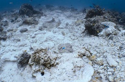 Rusak Parah, Butuh Waktu Ratusan Tahun untuk Kembalikan Karang Raja Ampat