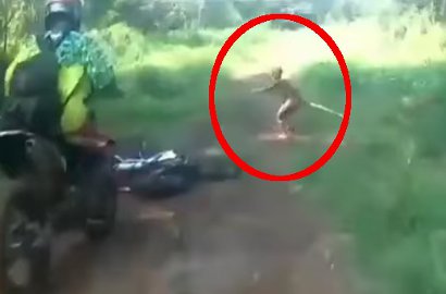 Gegerkan Medsos, Makhluk Kecil Superlincah ini Ditemukan di Belantara Aceh