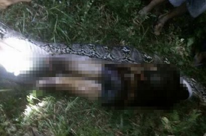 Pria Ini Ditelan Piton 7 Meter Saat di Kebun, Berhasil Selamatkah?