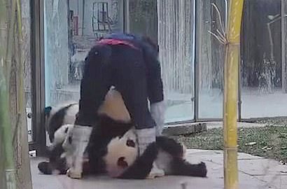 Tertarik dengan Sepatu Boot, Panda Ini Mengeroyok Seorang Petugas