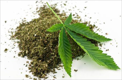 Untuk Obati Istri, Beginilah Kronologis Penanaman Ganja Jadi Viral