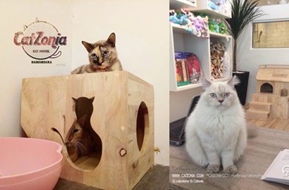 Diklaim Pertama di Dunia, Begini Mewahnya Hotel Bintang 5 Untuk Kucing