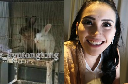 Akui Kandang Kelinci Tak Layak, Ini Video Ayu Ting Ting Ketawa Sinis Sindir Haters