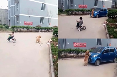 Hebat, Anjing Ini Nekat Hentikan Mobil Demi Selamatkan Anak Majikan