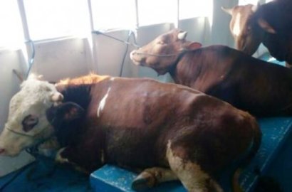 Usai Paket Sembako, Panwaslu Kepulauan Seribu Juga Amankan 23 Sapi Kiriman PDIP
