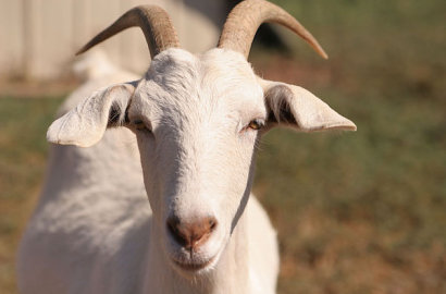 Nyeleneh, Negara Ini Perbolehkan Bayar Uang Sekolah dengan Kambing