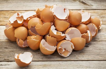 Biasa Dibuang, Ternyata Cangkang Telur Punya Manfaat Luar Biasa Jika Dimakan