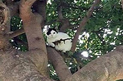 Nangkring Manja di Atas Pohon, Kucing Ini Bawa Senapan Pembunuh Masal?