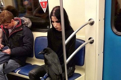 Serba Hitam dan Terlihat Gotik, Wanita Bawa Elang Masuk Kereta Ini Jadi Viral