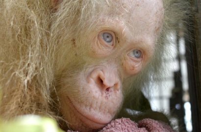Tersingkir Akibat Hutan Gundul, Warga Temukan Jenis Orang Utan Langka Ini