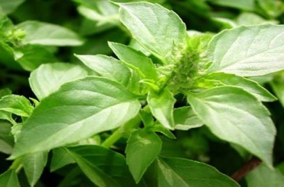 Tak Sekedar Lalapan, Ternyata Daun Kemangi Juga Punya Manfaat Besar Untuk Kecantikan
