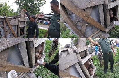 Dua Tahun Disekap di Kandang Kecil, Begini Ekspresi Bebas Orang Utan Bikin Berkaca-Kaca